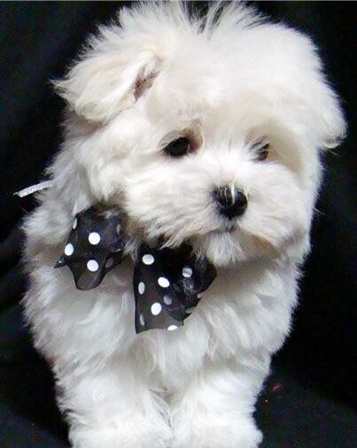 мальтийская болонка с бантом
