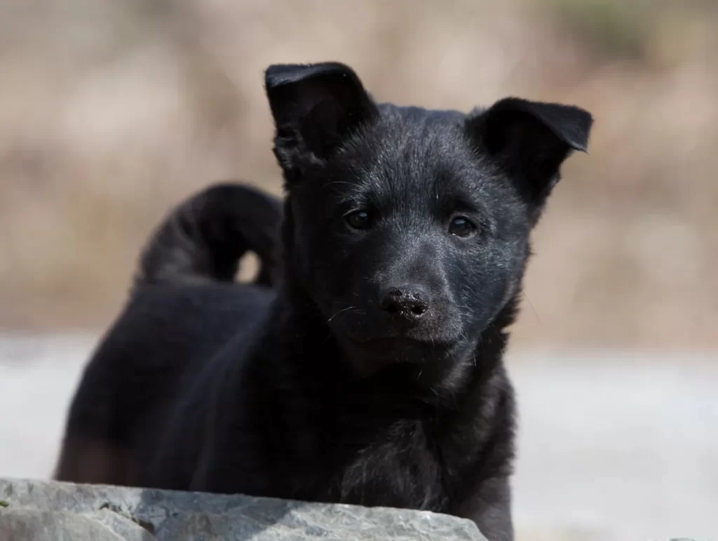 малыш черного норвежского элькхунда