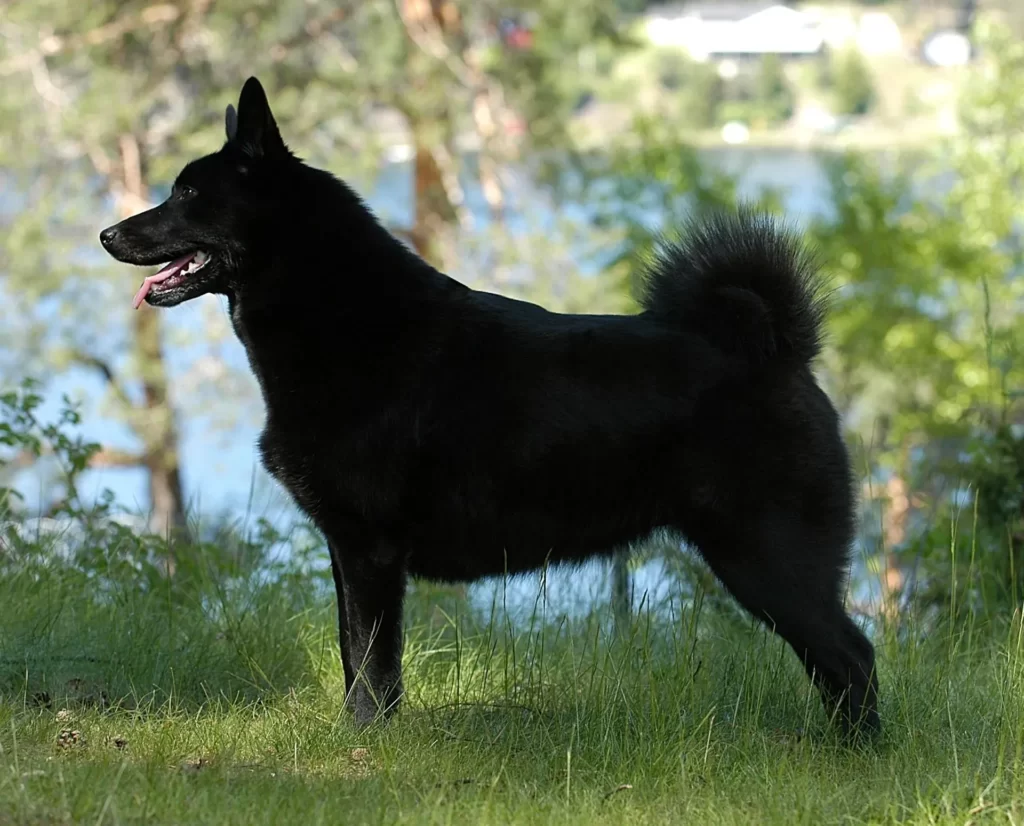 Внешний вид черного норвежского элькхунда