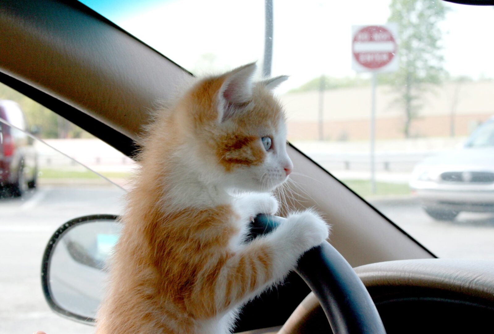 как убрать запах кота из салона авто