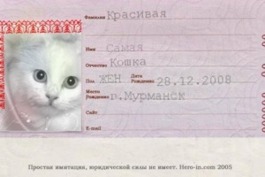 koshka i pasport