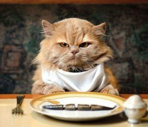 правильное кормление кота сухим кормом