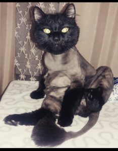 Груминг кошек - это важно