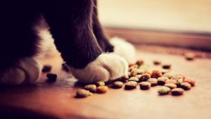 котик не ест несколько дней