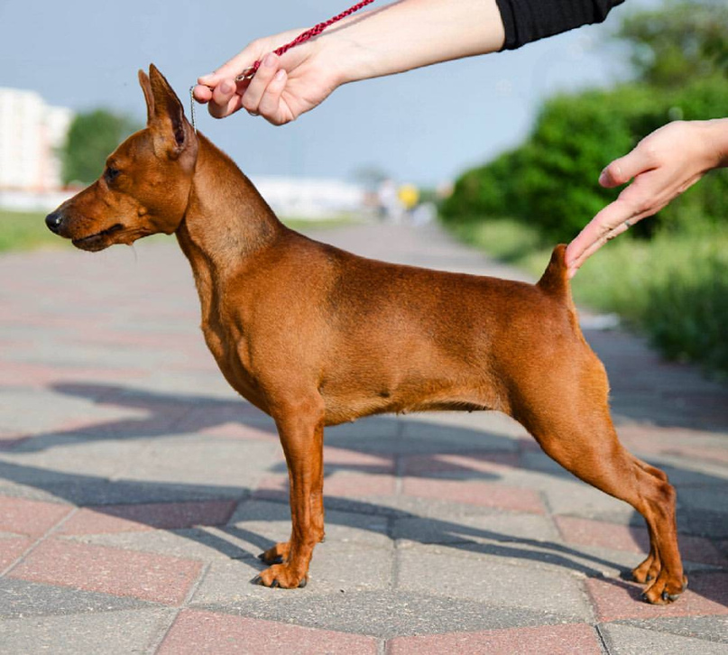 Карликовый Цвергпинчер рыжий