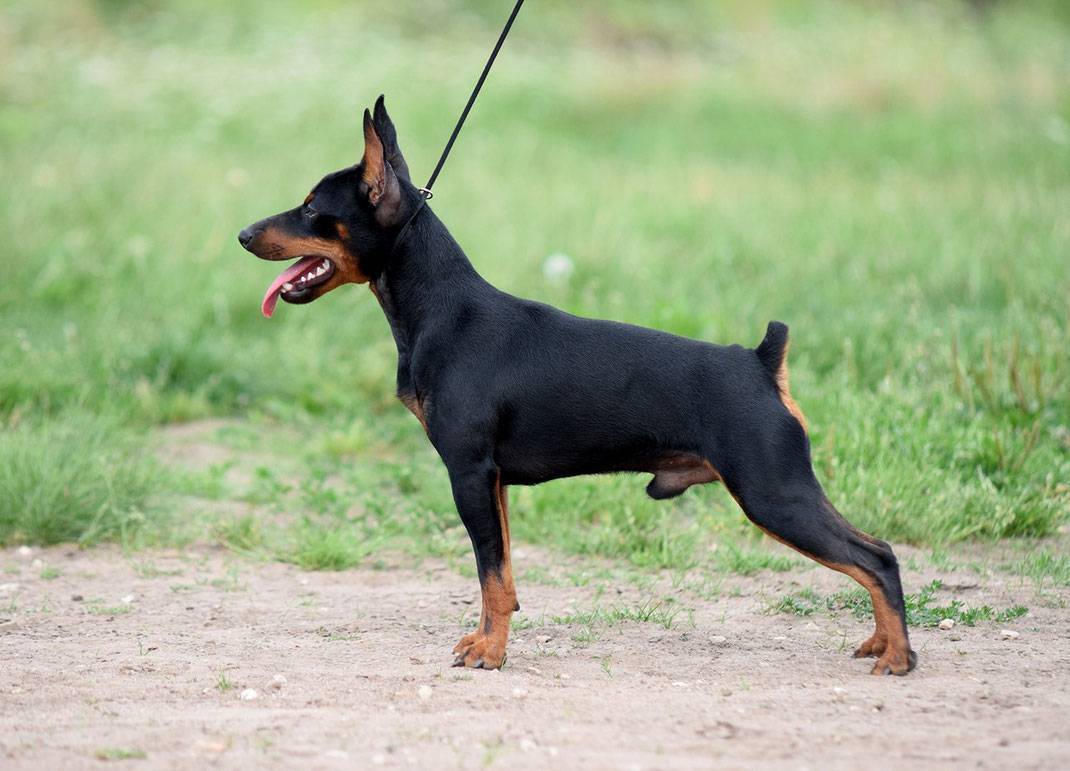 Карликовый пинчер (Цвергпинчер) порода собак