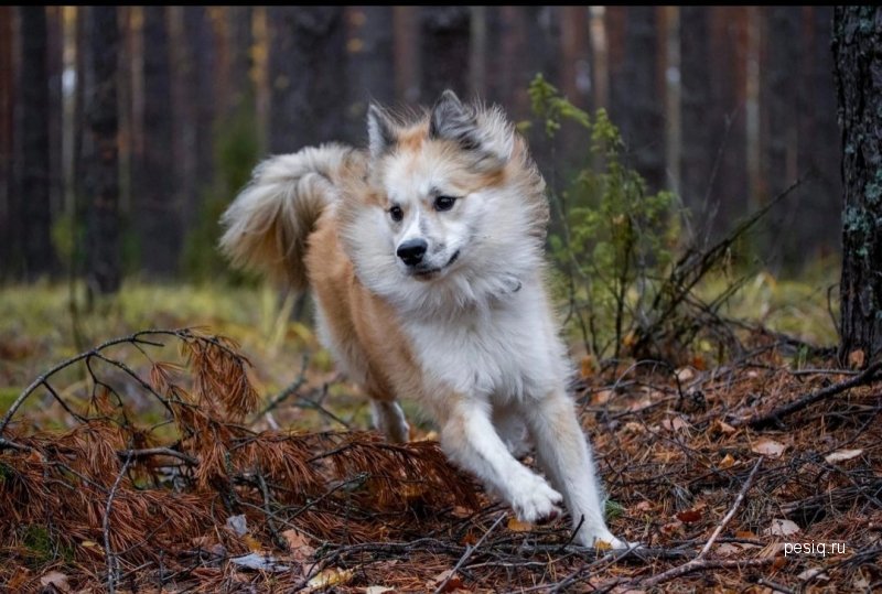 Ненецкая оленегонная лайка бежит по лесу