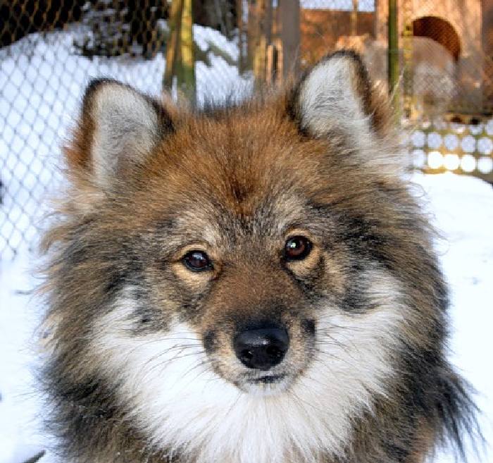 Ненецкая оленегонная лайка мордочка