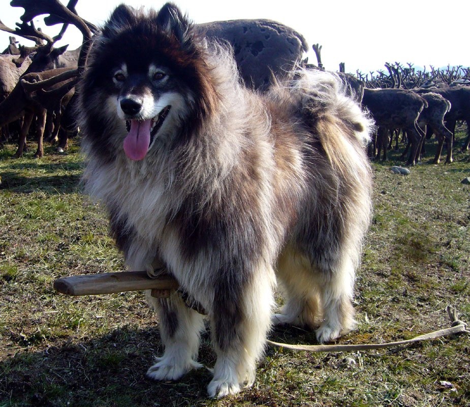 Ненецкая оленегонная лайка охраняет оленей