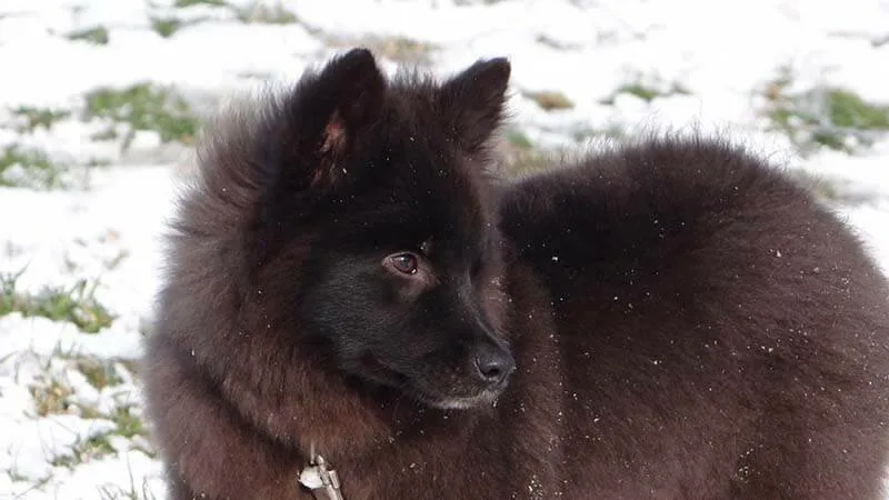 Ненецкая оленегонная лайка щенок