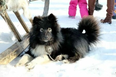 Ненецкая оленегонная лайка