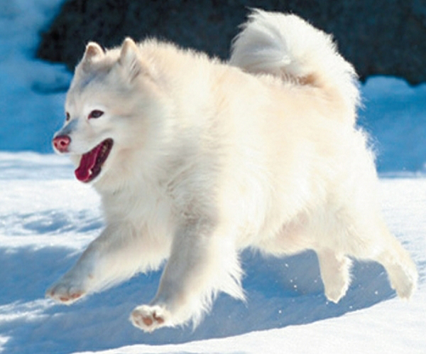 белая ненецкая лайка