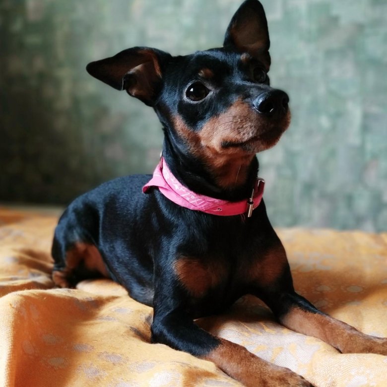 карликовый пинчер дома