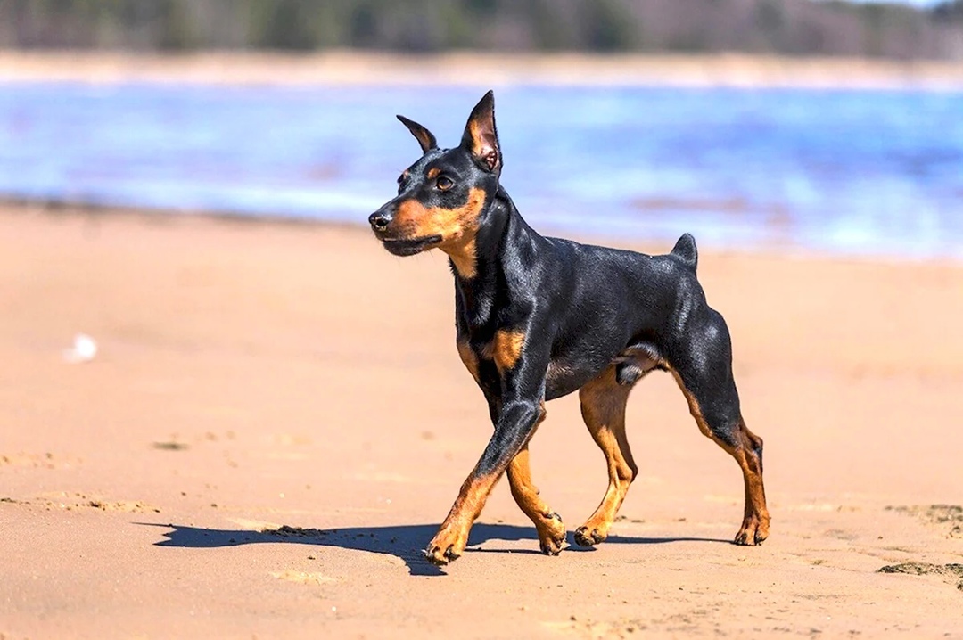 карликовый пинчер на море