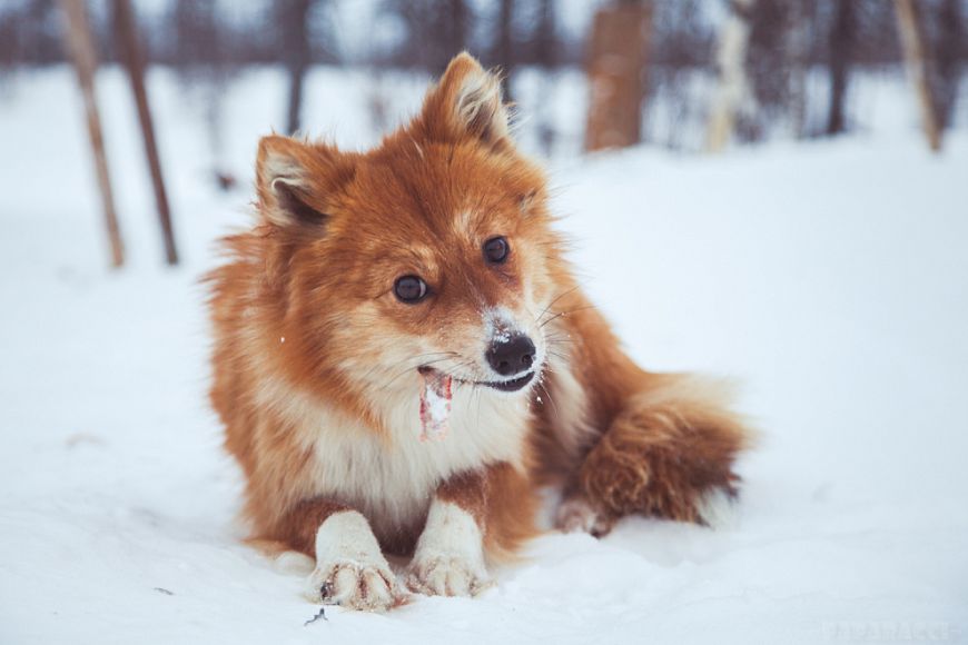 ненецкая лайка похожая на лису