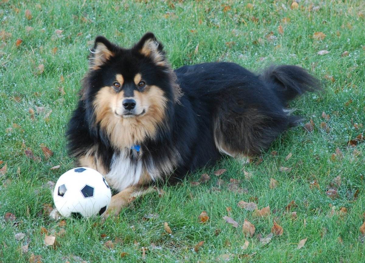 ненецкий оленегонный шпиц с мячиком