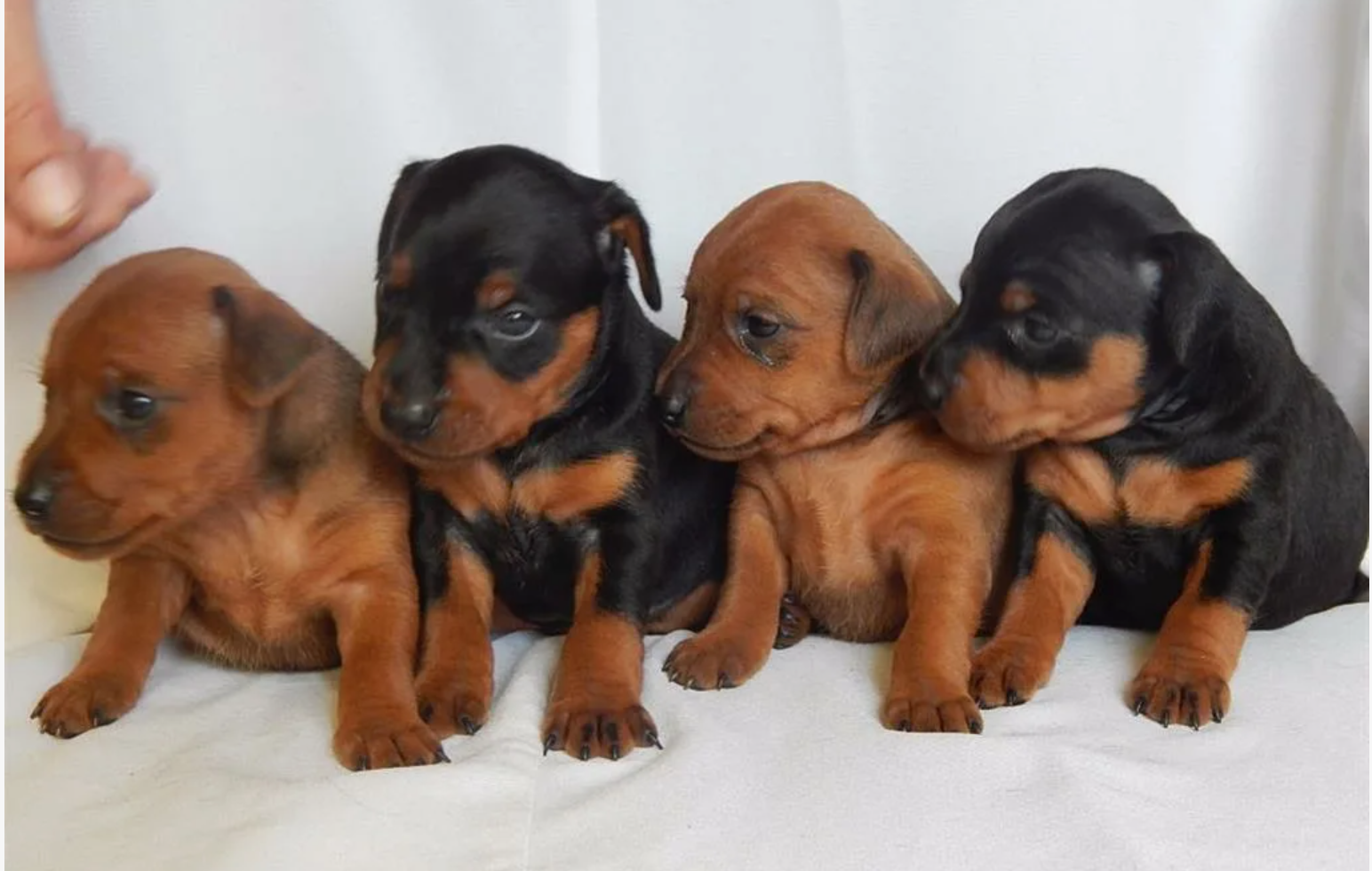 разноцветные щенки цверг пинчера