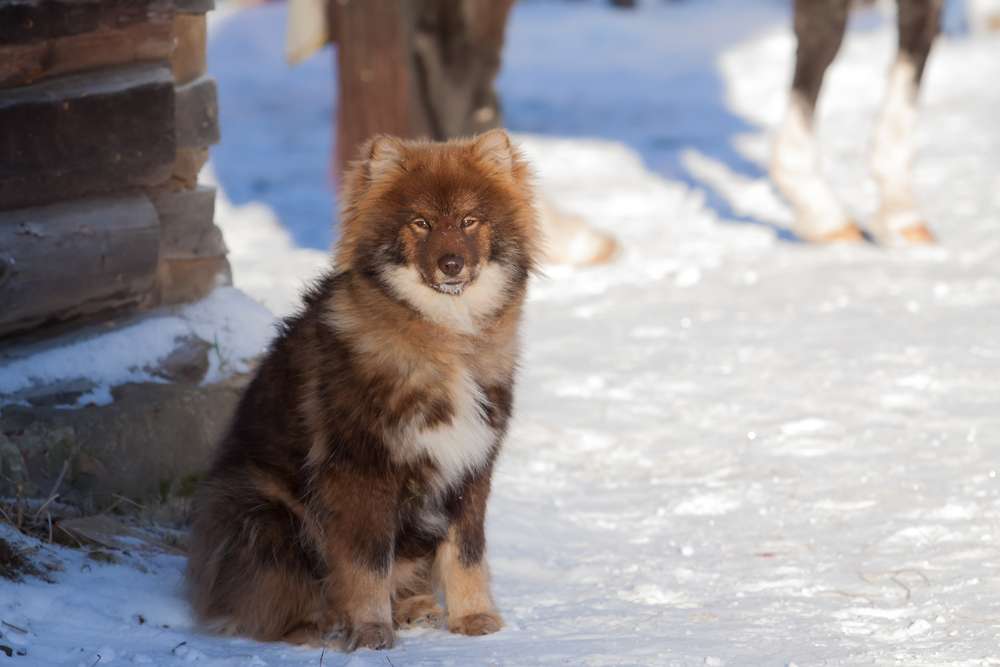 рыжая Ненецкая оленегонная лайка