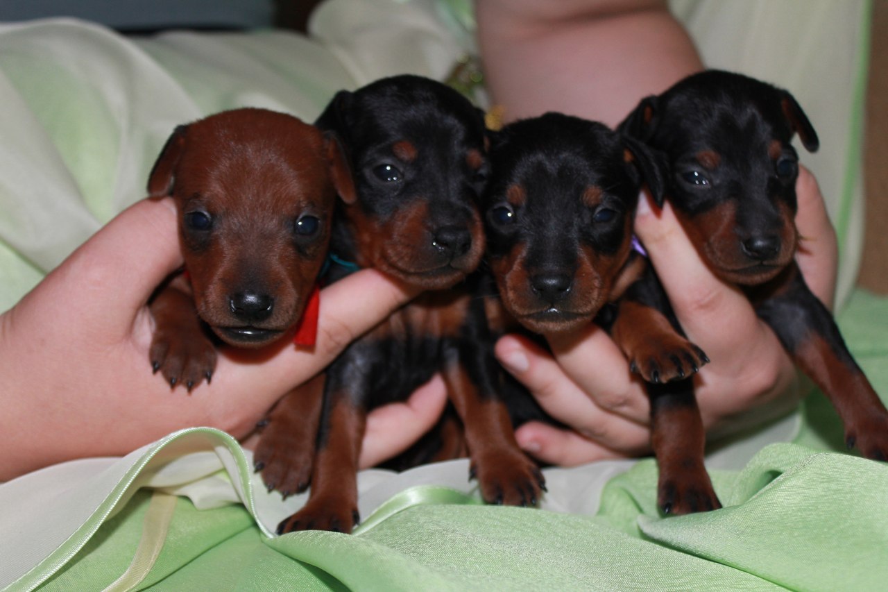 совсем маленькие щенки карликового пинчера