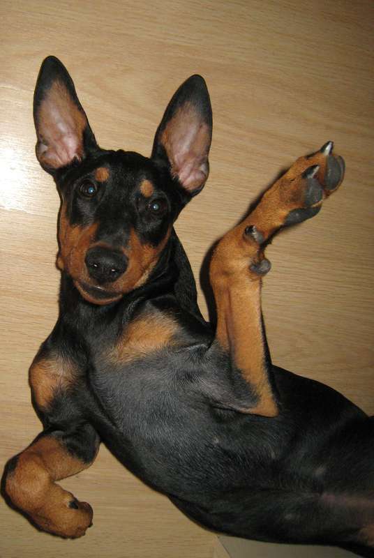 цверг порода собак