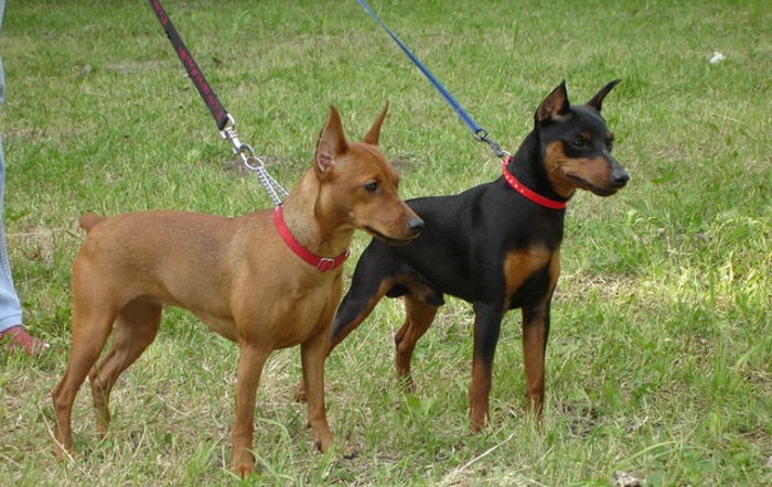 цверги разных расцветок