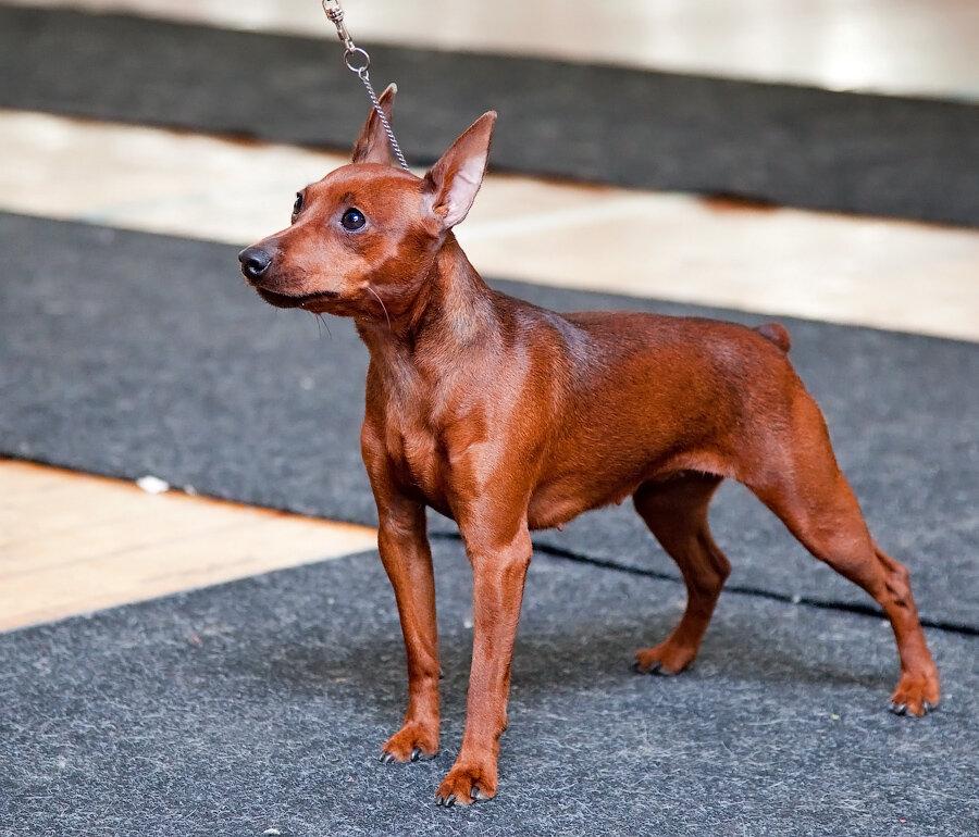 цвергпинчер - минидоберман красный