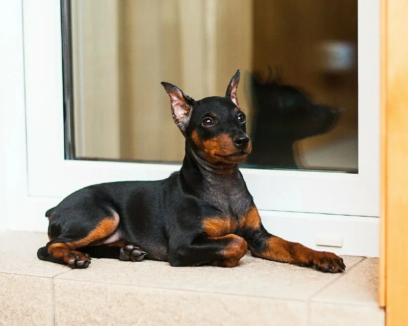 цвергпинчер охранник