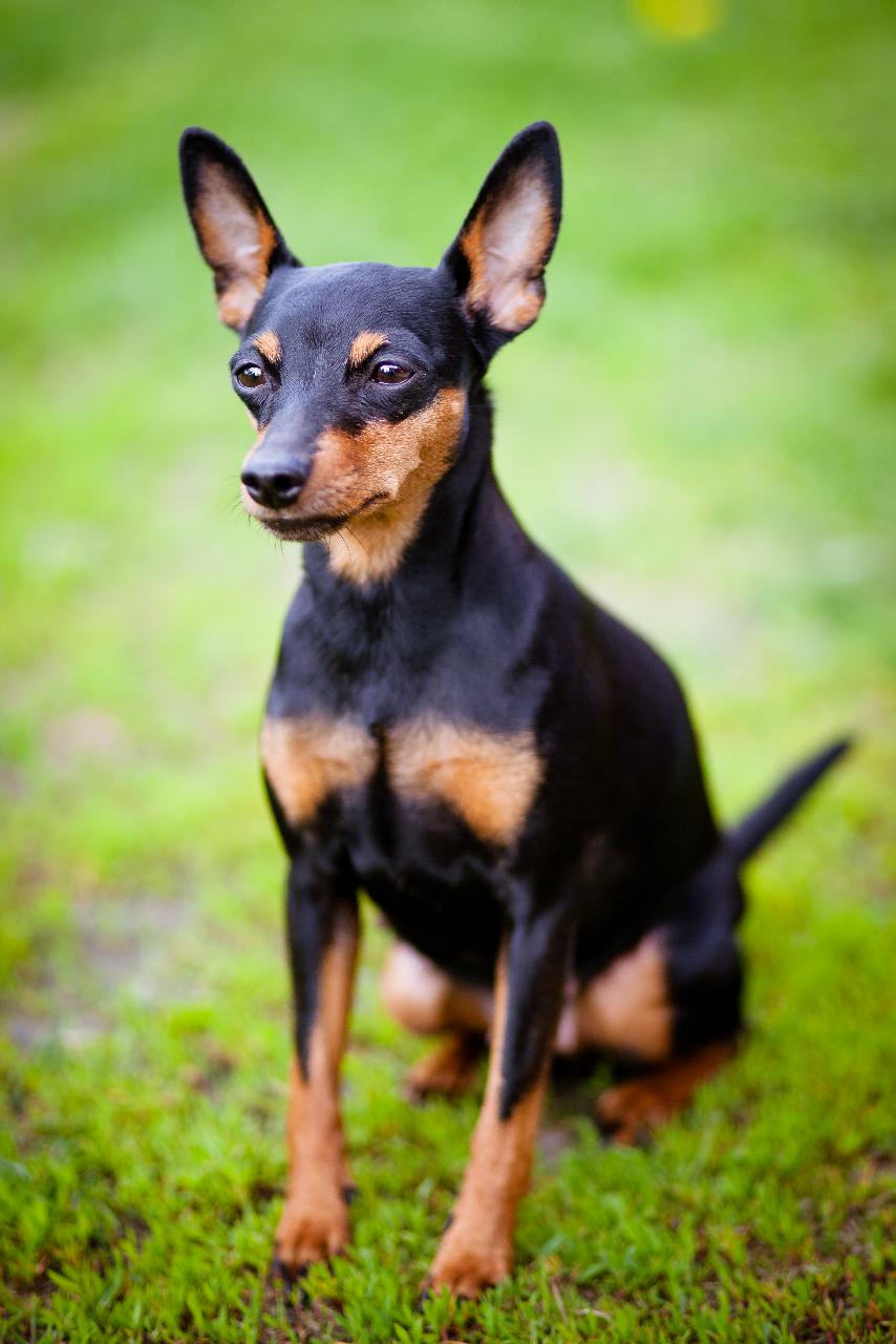 цвергпинчер сидит