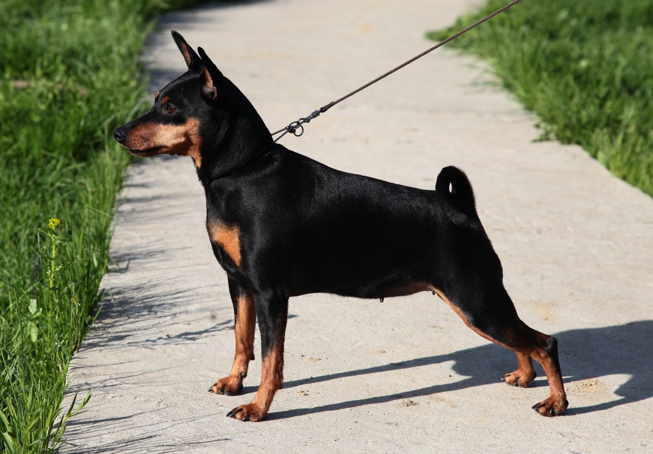 цвергпинчер экстерьер