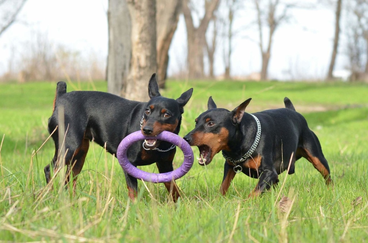 цвергпинчеры играют