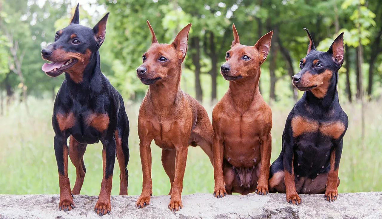 цвергпинчеры