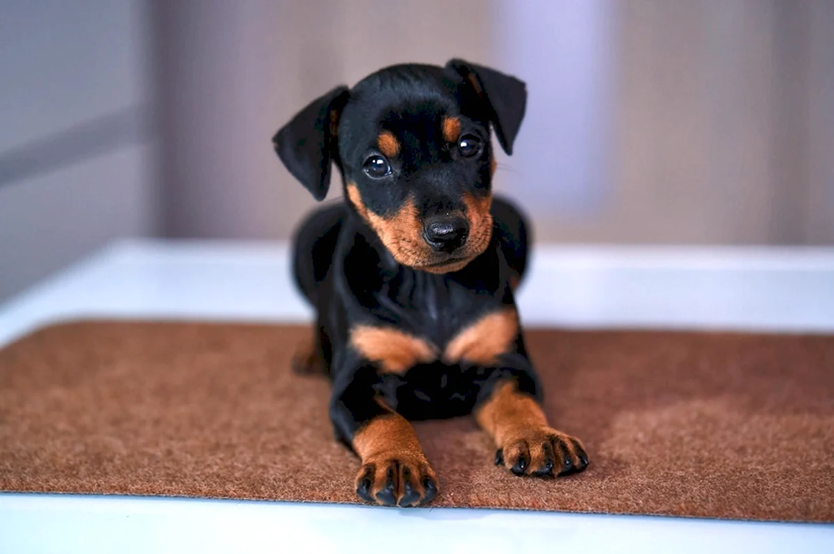 щенок карликового пинчера
