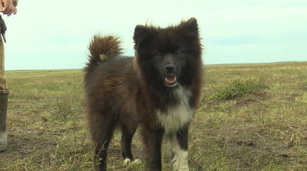щенок ненецкой лайки