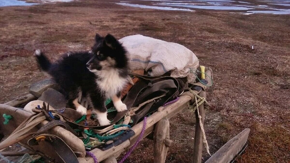 щенок ненца