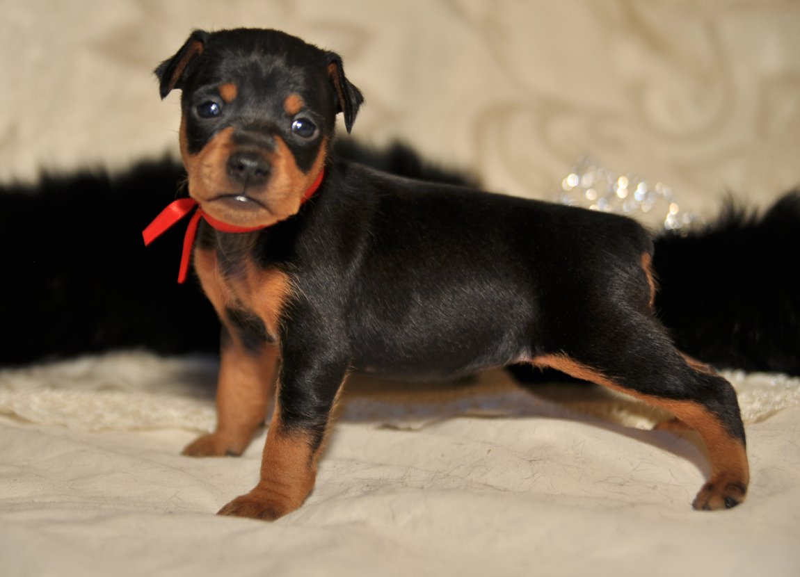 щенок цвергпинчера