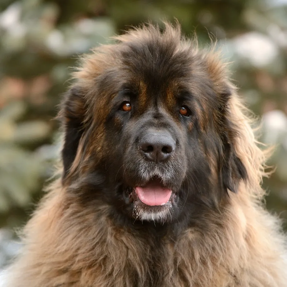 Леонбергер мордочка