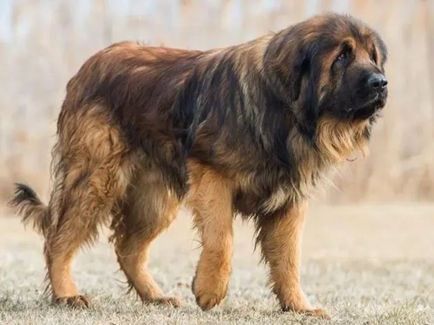 Леонбергер - крупный, но добродушный