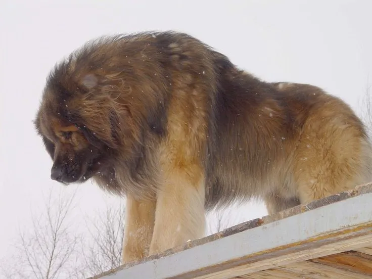 Леонбергер на крыше