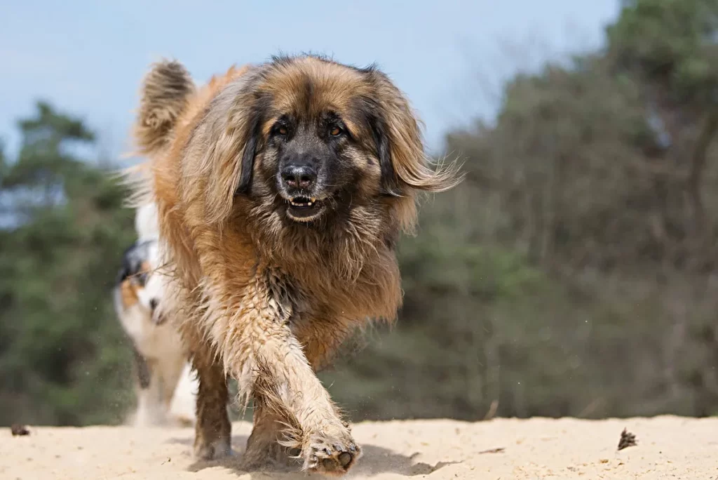 Леонбергеры очень обаятельны!