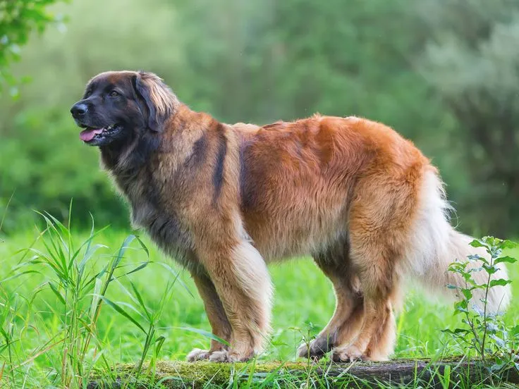 Собака породы Леонбергер