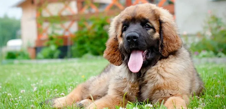 щенок леонбергера