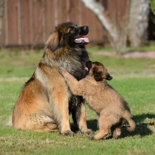 Леонбергер со щенком