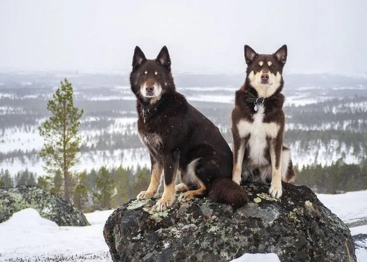 Собаки Lapinporokoira