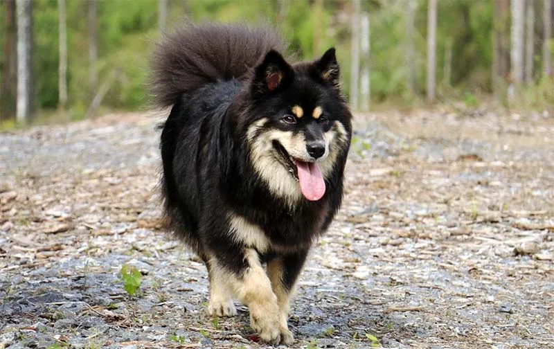 Лыжный тип лапландской лайки