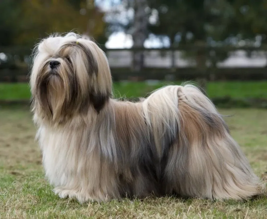 Лохматый лхасский аспо