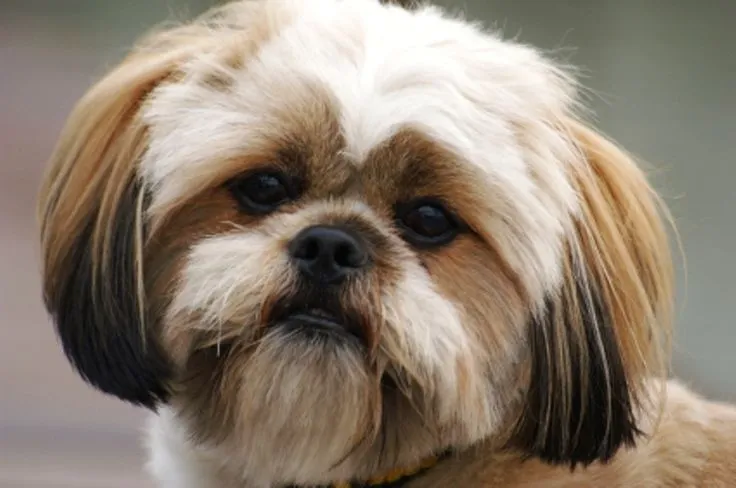 Выражение мордочки лхаса аспо