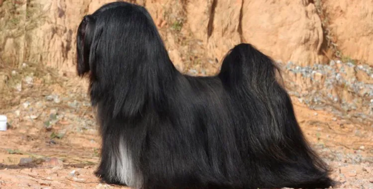 Черный Лхаса аспо