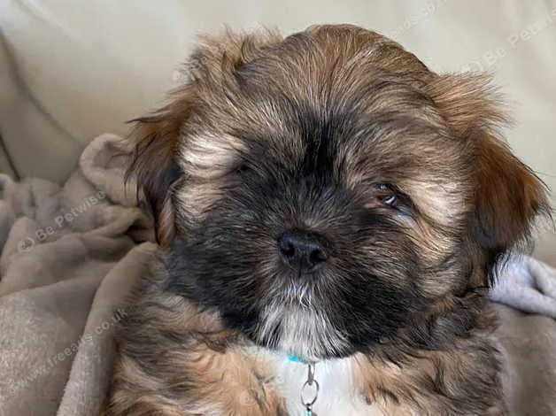 щенок лхасо аспо