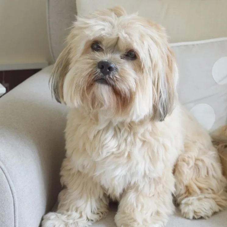 белый стриженный лхасский аспо