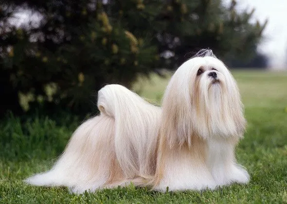 Лхаса Аспо - порода собак